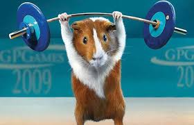 Guinea pig lifting weights.jpg